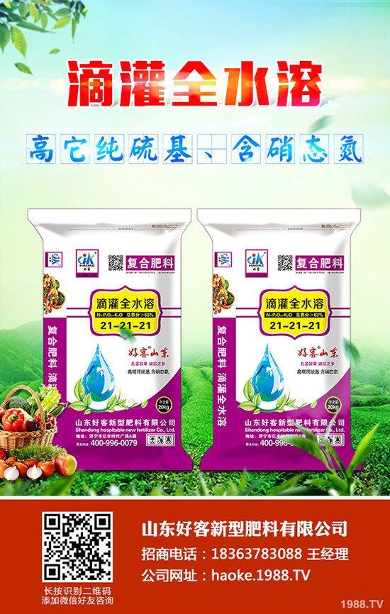 甜瓜怎樣管理，甜瓜高效管理栽培！