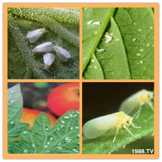     防治高抗性白粉虱——殺蟲殺卵一招制敵