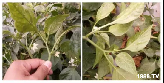     防治高抗性白粉虱——殺蟲殺卵一招制敵