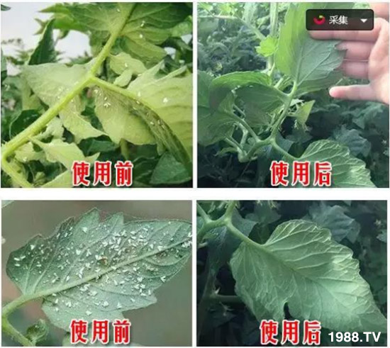     防治高抗性白粉虱——殺蟲殺卵一招制敵