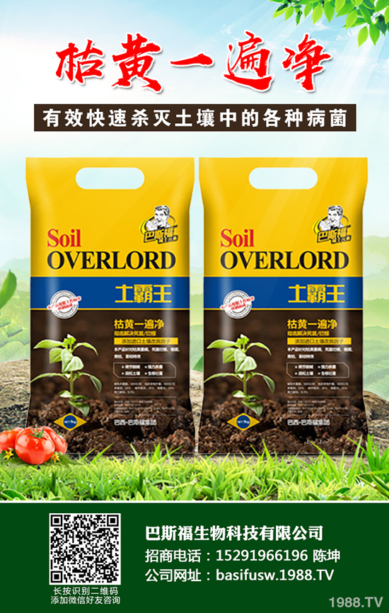 蒜黃該如何種植，蒜黃的高效栽培技術有哪些？