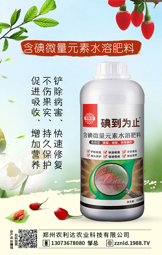 沙糖桔施肥要講究方法和技巧！