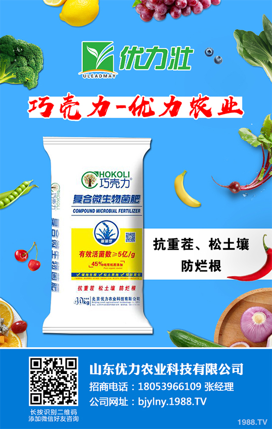 芹菜軟腐病來襲，到底該如何防治？芹菜軟腐病的危害與防治