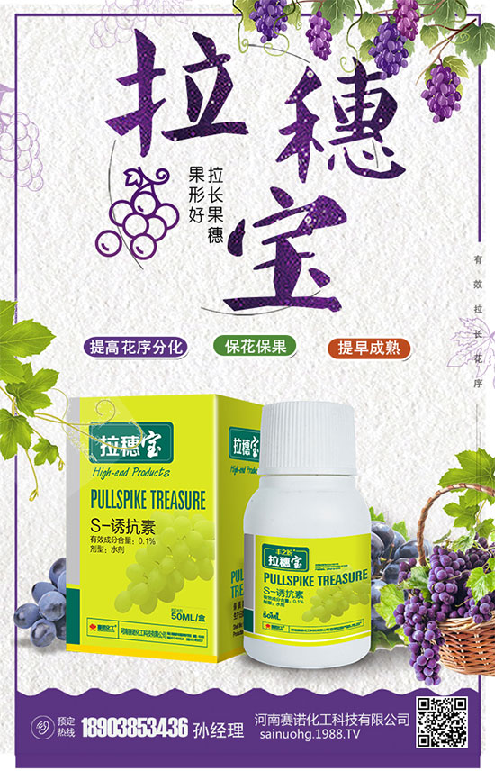洋蔥什么時間種植？洋蔥的品種及高產(chǎn)種植方法！