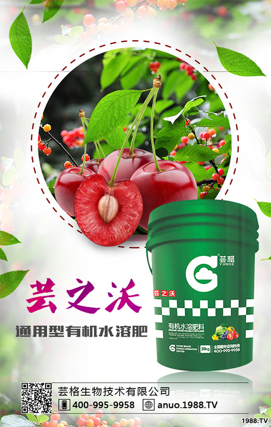 郁金香該如何種植？郁金香的種植管理方案