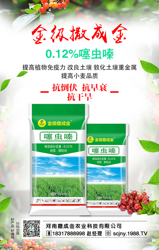 菠菜營養(yǎng)豐富，想豐收，菠菜施肥很重要