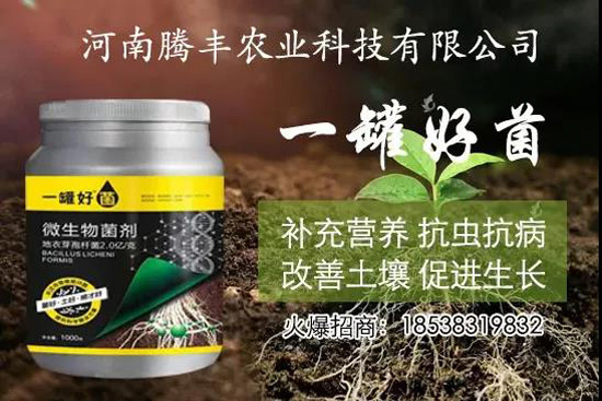葛根種植幾年可以賣，高產(chǎn)葛根種植方法！