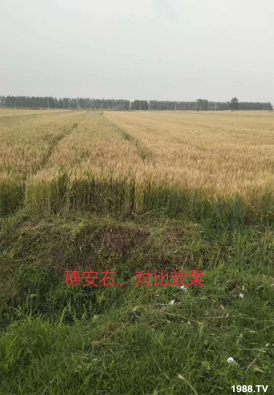 小麥赤霉病危害特點(diǎn)，防治小麥赤霉病用什么藥？