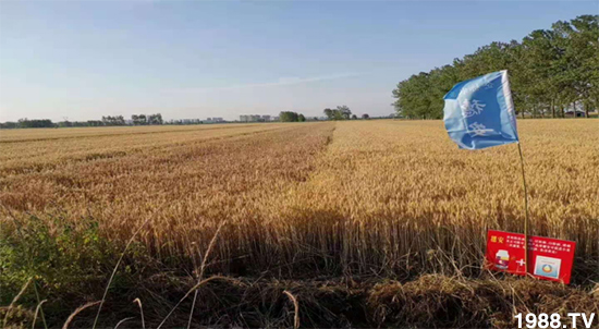 小麥赤霉病危害特點(diǎn)，防治小麥赤霉病用什么藥？