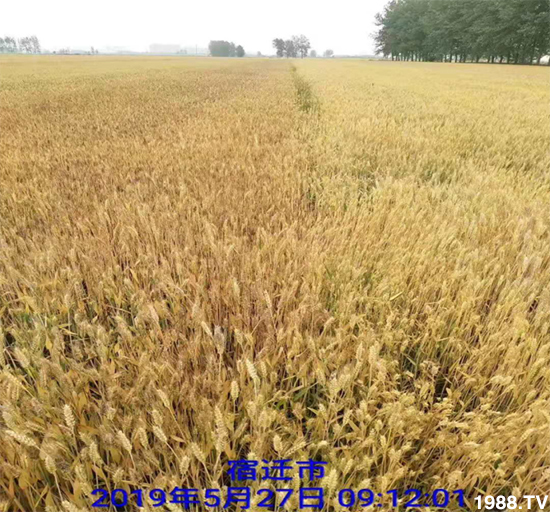 小麥赤霉病危害特點(diǎn)，防治小麥赤霉病用什么藥？