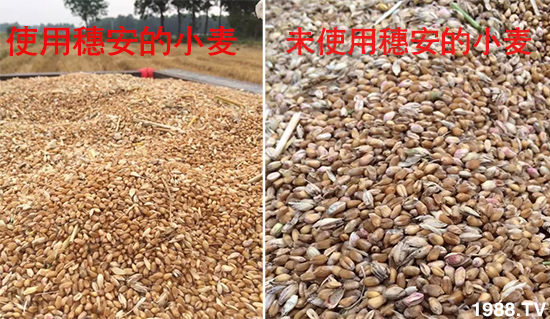 小麥赤霉病危害特點(diǎn)，防治小麥赤霉病用什么藥？