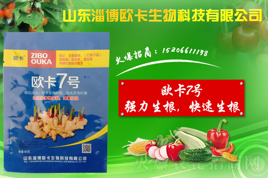 大姜爛脖子病是什么?。看蠼獱€脖子病用什么藥好防治