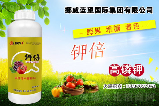 西紅柿著色差，快看是不是這些原因！西紅柿著色措施