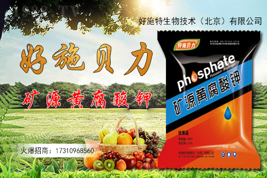 洋姜多少錢一斤？洋姜種植前景如何？（附種植技術(shù)）