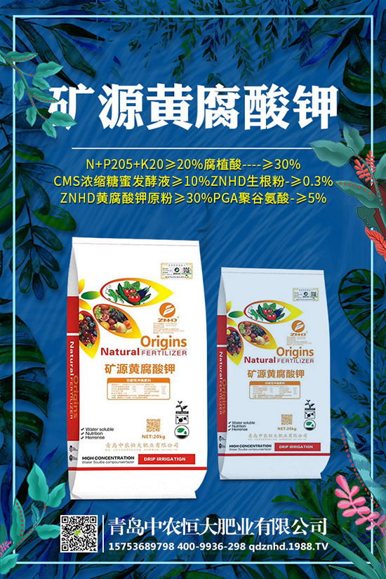 早春菠菜種植技術(shù)有哪些，田間管理要注意什么？