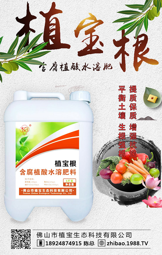 早春大棚西葫蘆什么時間種？西葫蘆定植后管理要點！