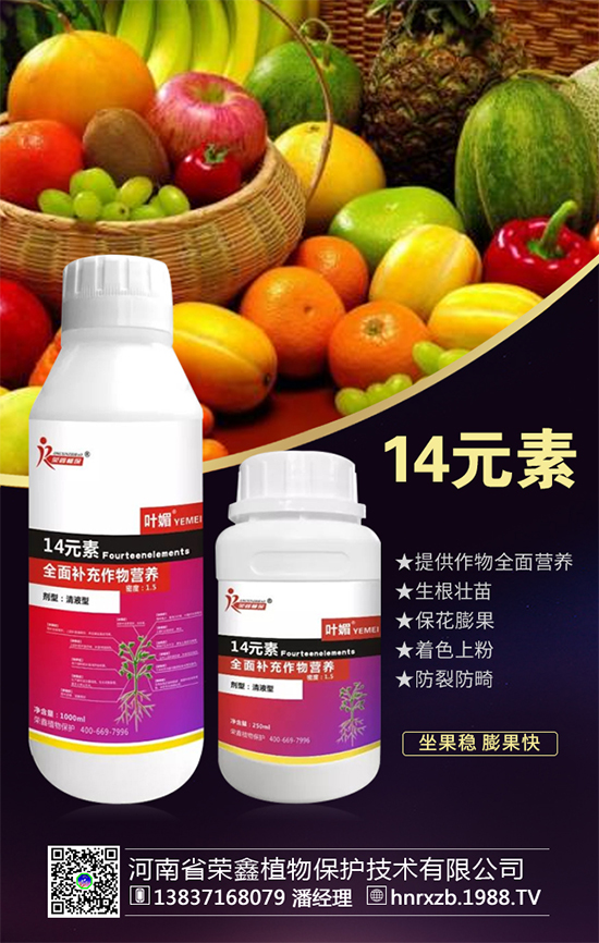 芹菜軟腐病有什么危害？芹菜軟腐病怎么防治好？