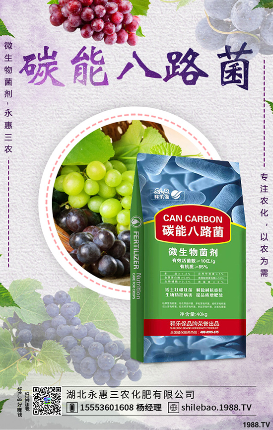 莧菜種植時間是什么時候，莧菜種植方法技術