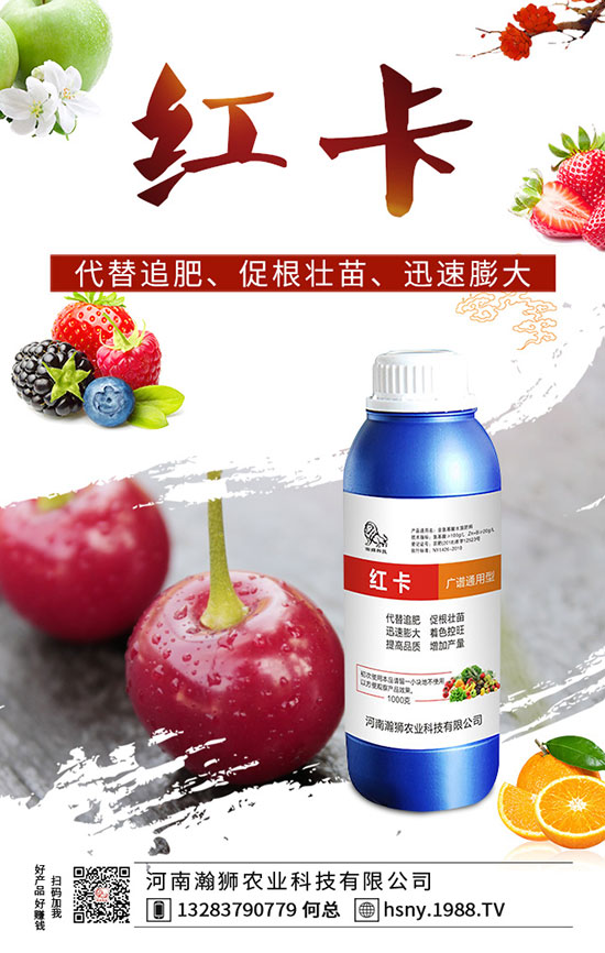 辣椒出苗后如何管理？辣椒出苗后移栽技術(shù)要點