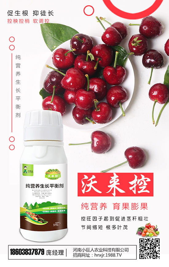西葫蘆什么時間種植好？西葫蘆怎樣栽培才能高產(chǎn)？