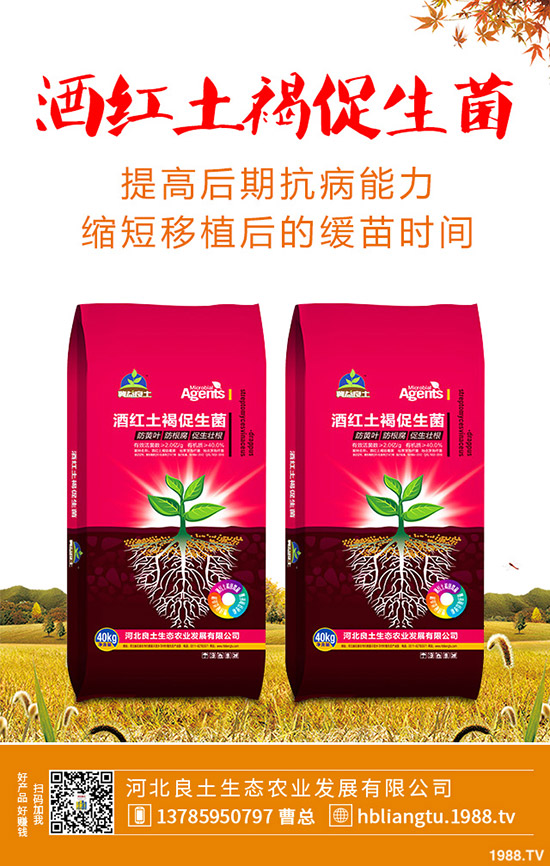 莧菜什么時(shí)候種植較好？莧菜的種植技術(shù)與田間管理