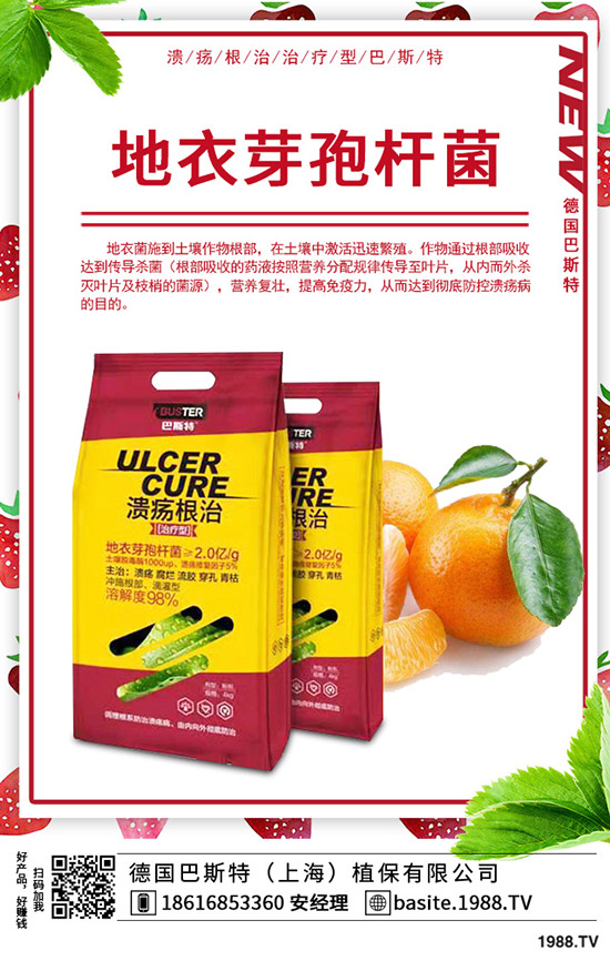  香椿怎么種植，種植密度該多大？香椿苗種植方法！