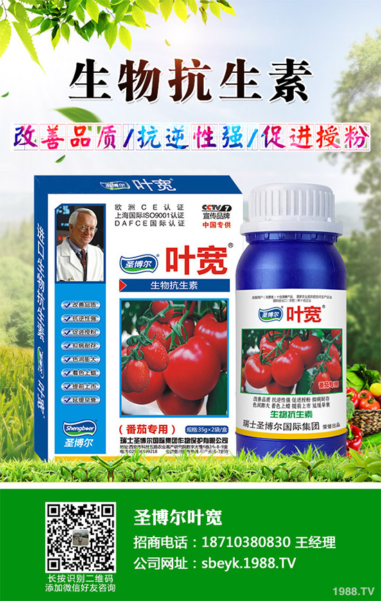 大棚薄皮甜瓜該如何栽培？薄皮甜瓜高產栽培技術