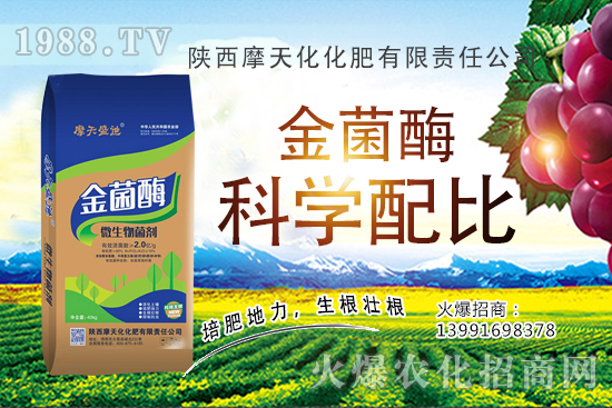 2020生姜種植前景怎么樣？生姜種子多少錢一斤？