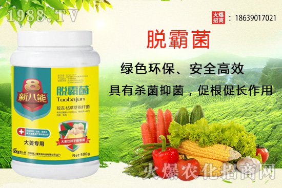 花生種植選什么品種？花生種植前景分析及品種推薦！