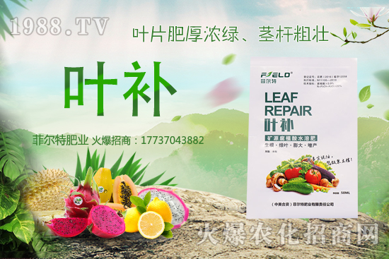 無花果種植前景怎么樣？無花果種植時間和方法！