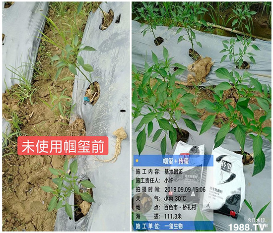 好產(chǎn)品好作用，“一璽生物”微生物菌劑“幗璽”客戶真實(shí)反饋！