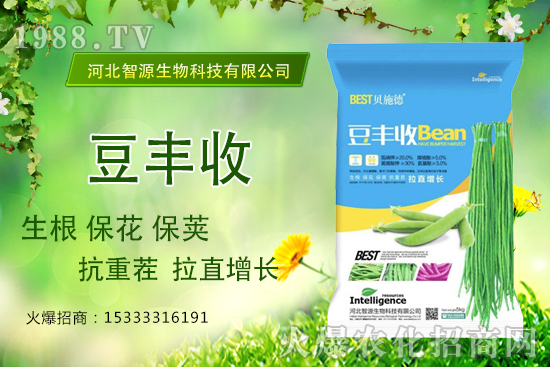 用了“豆豐收”，豆角拉直增長產量高？豆豐收有什么優(yōu)勢？