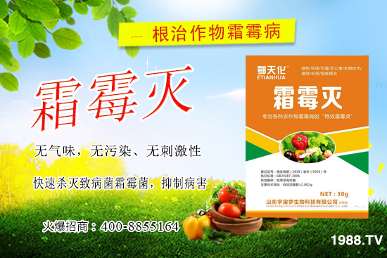 黃瓜霜霉病嚴(yán)重怎么辦，怎樣巧治黃瓜霜霉病？