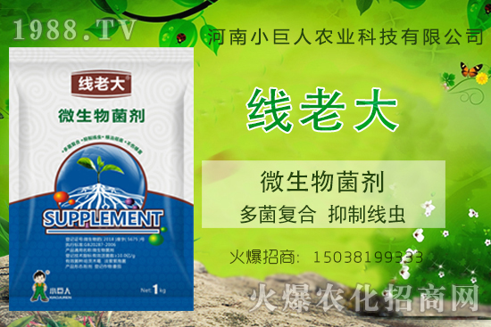根結(jié)線蟲(chóng)咋防治？根結(jié)線蟲(chóng)克星-“線老大”多菌復(fù)合、抑制線蟲(chóng)！