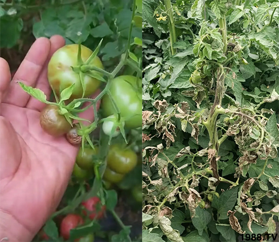 病毒病是如何發(fā)生的？有沒有好的防治措施？做好這幾個方面還有救！