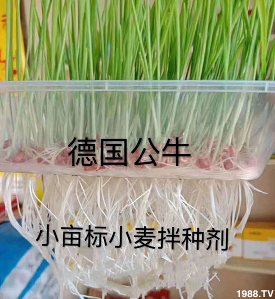 小麥拌種促增產，小麥拌種劑如何選呢？小麥拌種劑品牌選擇！