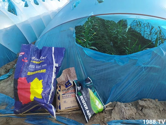     如何讓種植變得更輕松？一個套餐，全面配方，巴斯特大姜營養(yǎng)套餐方案！