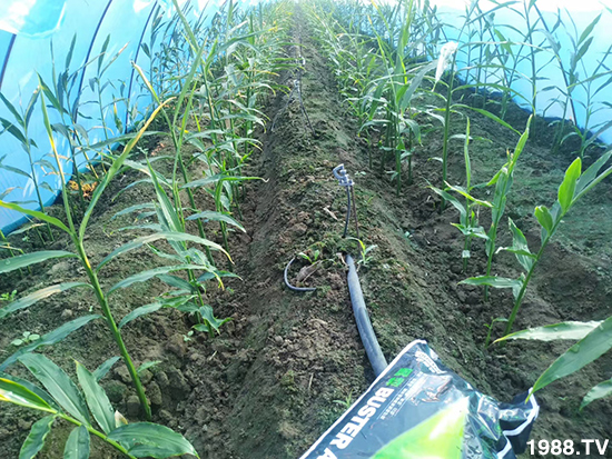     如何讓種植變得更輕松？一個套餐，全面配方，巴斯特大姜營養(yǎng)套餐方案！