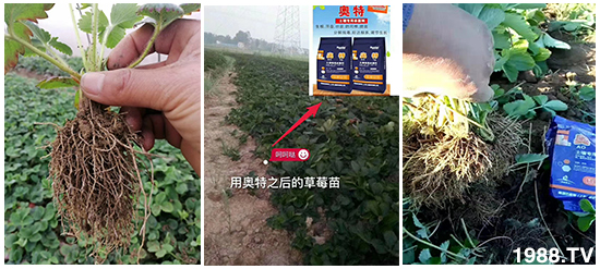     如何讓種植變得更輕松？一個套餐，全面配方，巴斯特大姜營養(yǎng)套餐方案！