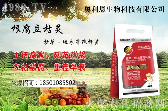 黃花菜什么季節(jié)栽培，黃花菜種植方法介紹！