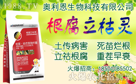 洋蔥如何施肥？洋蔥種植方法及播種時間！