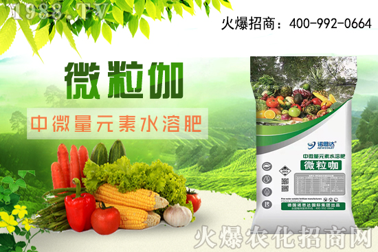 辣椒該怎么育苗，辣椒育苗時間及育苗注意要點！