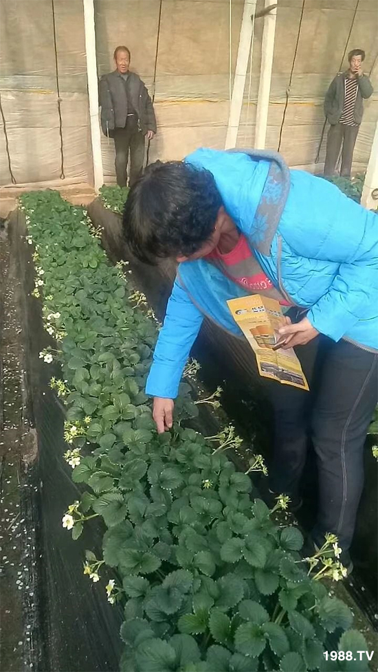 水溶肥市場(chǎng)大變革?。亢Ｔ寰?、魚(yú)蛋白將被它代替！1000多用戶(hù)鼎力推薦！