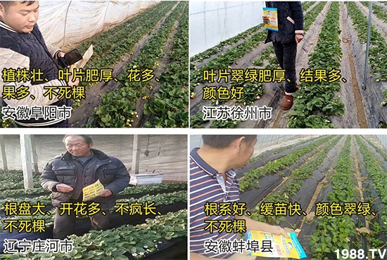 水溶肥市場(chǎng)大變革??？海藻精、魚(yú)蛋白將被它代替！1000多用戶(hù)鼎力推薦！