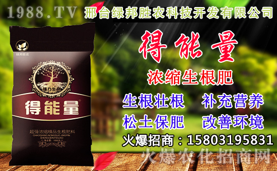 2020年小麥種子如何選？高產小麥品種有哪些？