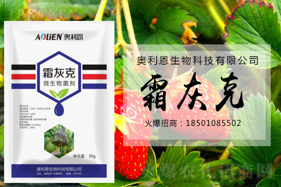 冬季草莓易發(fā)灰霉病，預(yù)防措施怎么做？