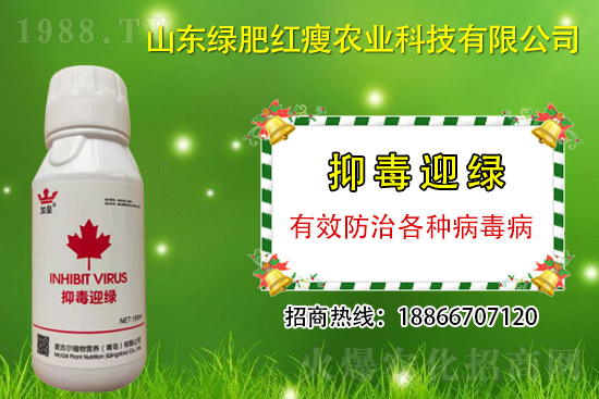 防治病毒病再也不用拔，“抑毒迎綠”專治病毒??！
