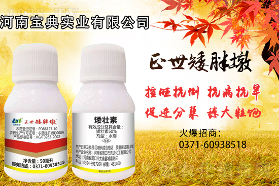 小麥控旺，勢不可擋，專業(yè)控旺，效果為王！