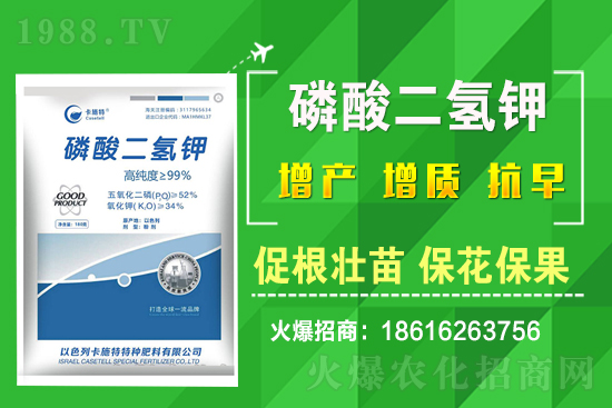 菠菜種植需要注意哪些問(wèn)題？菠菜種植該怎么施肥？