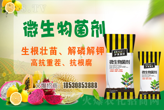 草莓爛根現(xiàn)象頻繁發(fā)生，主要源于什么病害？